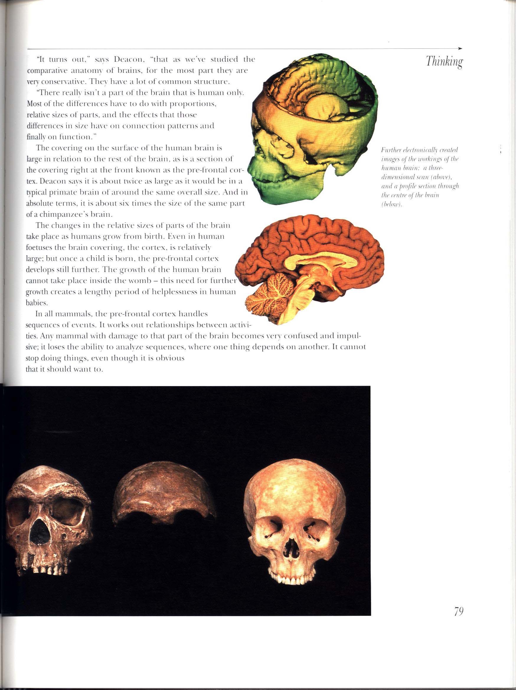 APE MAN: the story of human evolution. macm8533o